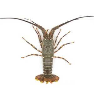 Fresh Green Lobster (Kikat)