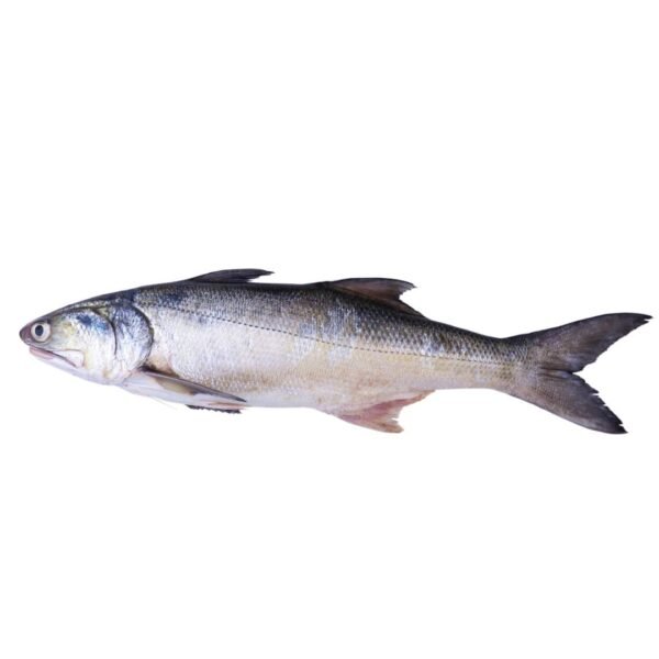 Rawas (Indian Salmon)