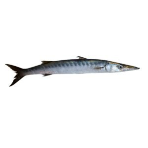 Kala Kund (Black Barracuda)