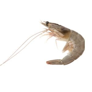 Fresh White Prawns (Safed Jheenga)