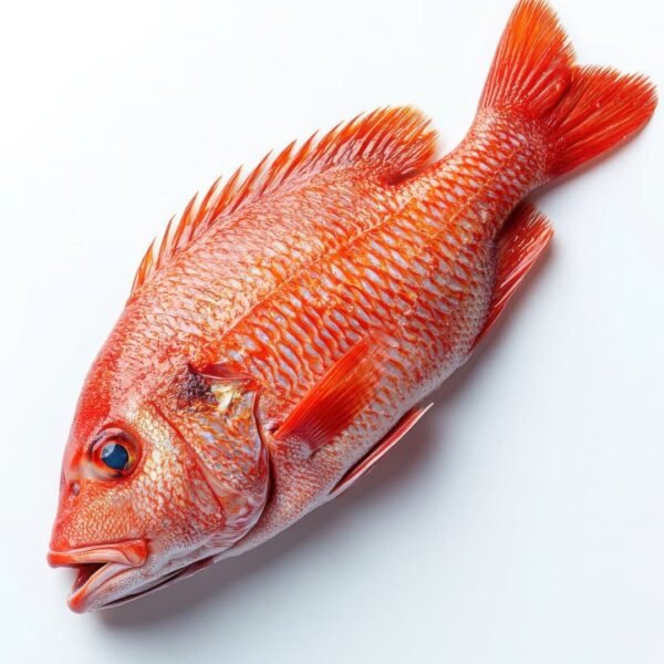 'Doori Wali' Heera (Red Snapper)