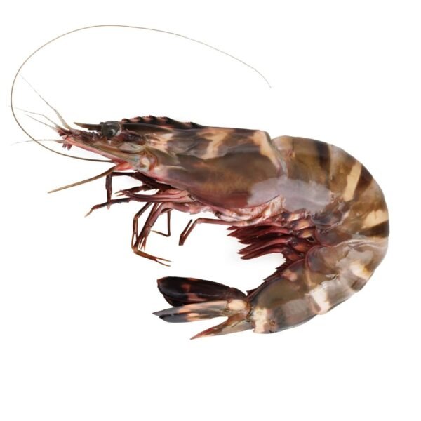 Premium Tiger Prawns